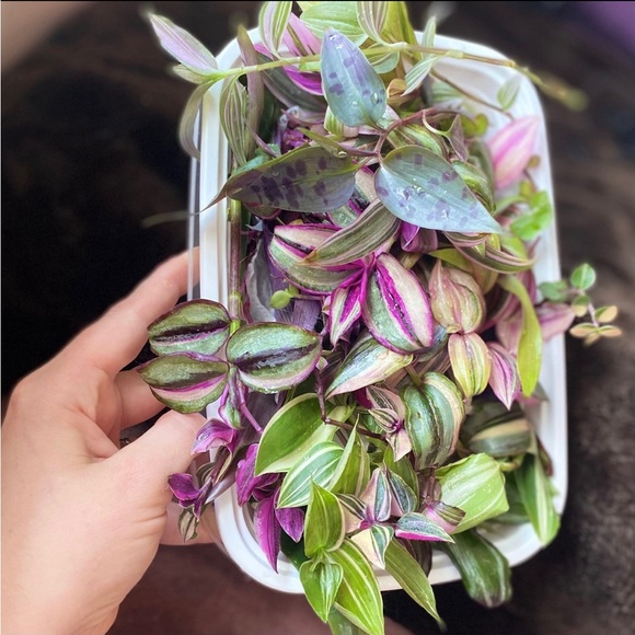 Rainbow tradescantia bundle- 10 varieties including rare cultivars - Picture 7 of 12